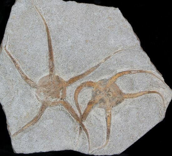 Large Ordovician Brittle Star (Ophiura) Fossil Pair #37041